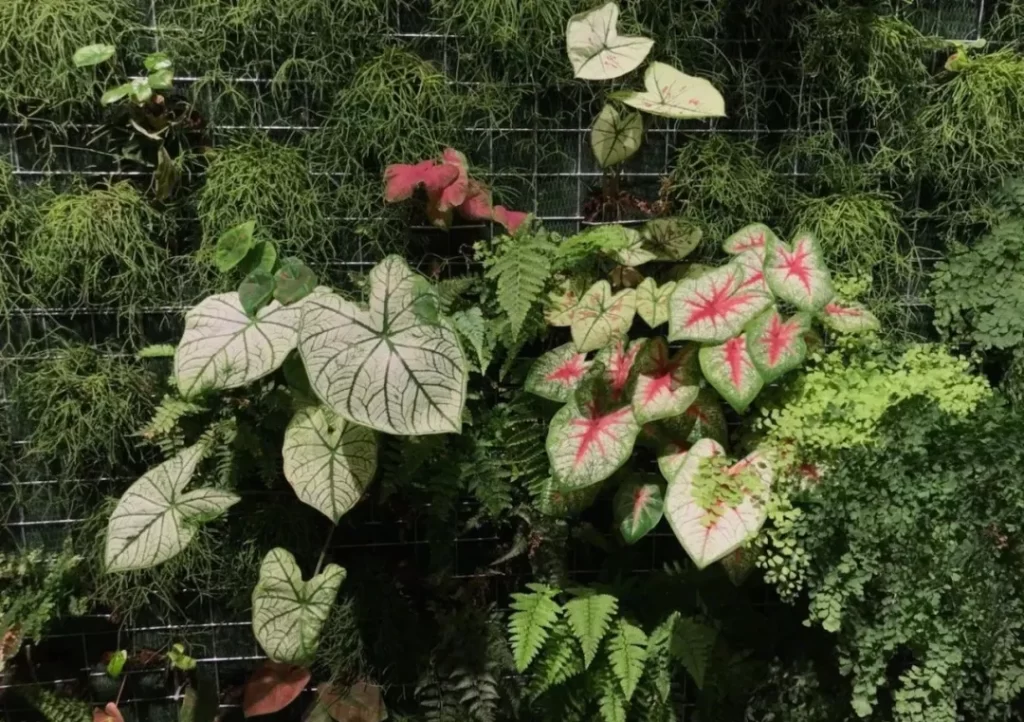 植物